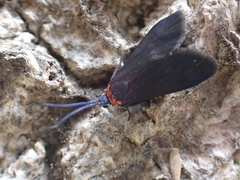 Pollanisus subdolosa