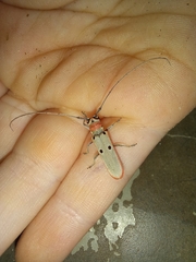 Prosopocera octomaculata