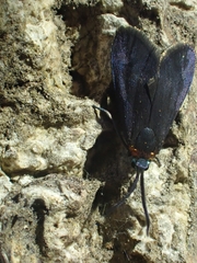 Pollanisus subdolosa