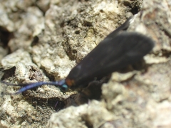 Pollanisus subdolosa