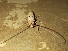 Prosopocera octomaculata