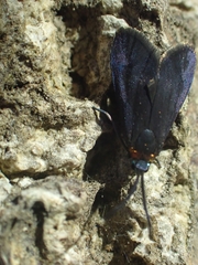 Pollanisus subdolosa