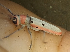 Prosopocera octomaculata