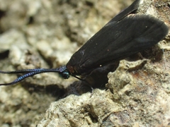 Pollanisus subdolosa