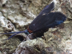 Pollanisus subdolosa