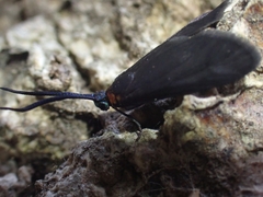 Pollanisus subdolosa