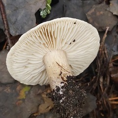Tricholoma saponaceum