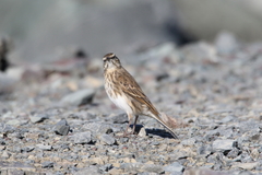 Anthus novaeseelandiae