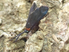 Pollanisus subdolosa