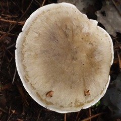 Tricholoma saponaceum