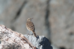 Anthus novaeseelandiae
