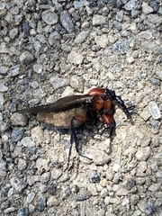 Dilophus nigrostigma