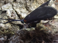 Pollanisus subdolosa