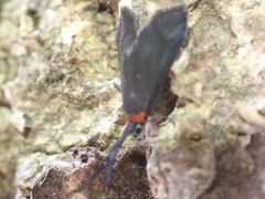 Pollanisus subdolosa