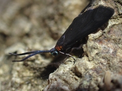 Pollanisus subdolosa