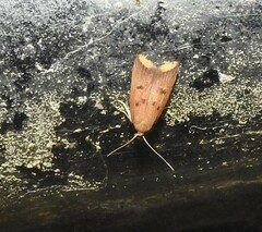 Tachystola acroxantha