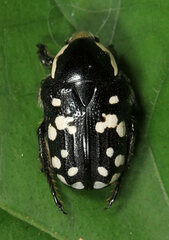 Phoxomela umbrosa
