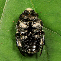 Phoxomela umbrosa