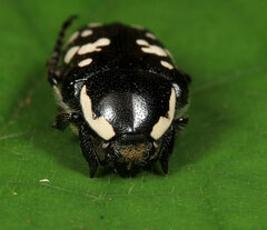 Phoxomela umbrosa