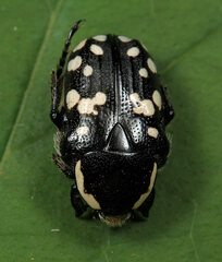 Phoxomela umbrosa