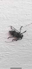 Cerambycoidea
