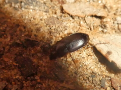 Calathus ruficollis