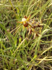 Tulbaghia acutiloba
