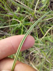 Tulbaghia acutiloba