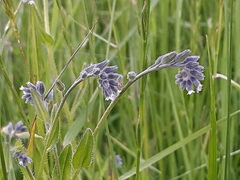 Myosotis discolor