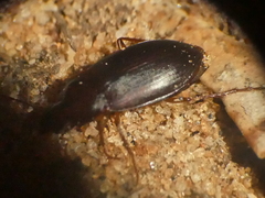 Calathus ruficollis