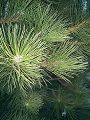 Pinus