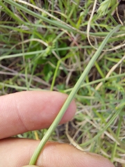 Tulbaghia acutiloba