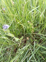 Myosotis discolor