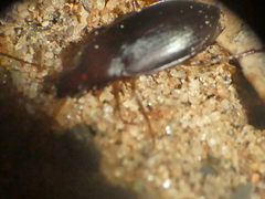 Calathus ruficollis