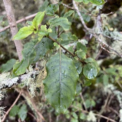 Coprosma tenuifolia