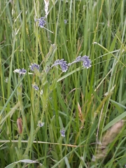 Myosotis discolor