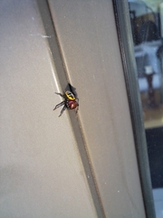 Camaricus nigrotesselatus