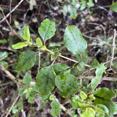 Coprosma tenuifolia