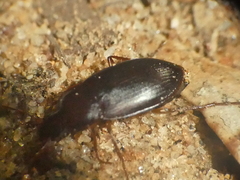 Calathus ruficollis