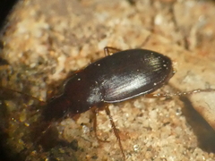 Calathus ruficollis