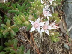 Sedum cockerellii