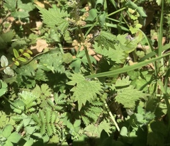 Urtica sykesii
