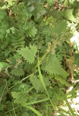 Urtica sykesii