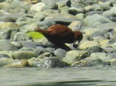 Gallirallus australis scotti