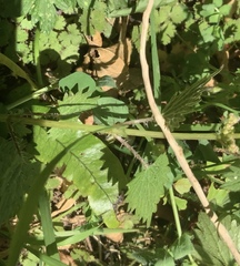 Urtica sykesii
