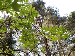 Sambucus racemosa racemosa