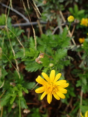 Asteraceae