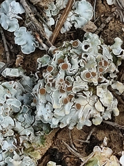 Squamarina lentigera