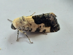 Acontia discoidea