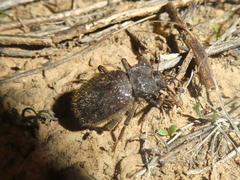 Stenomorpha muricatula